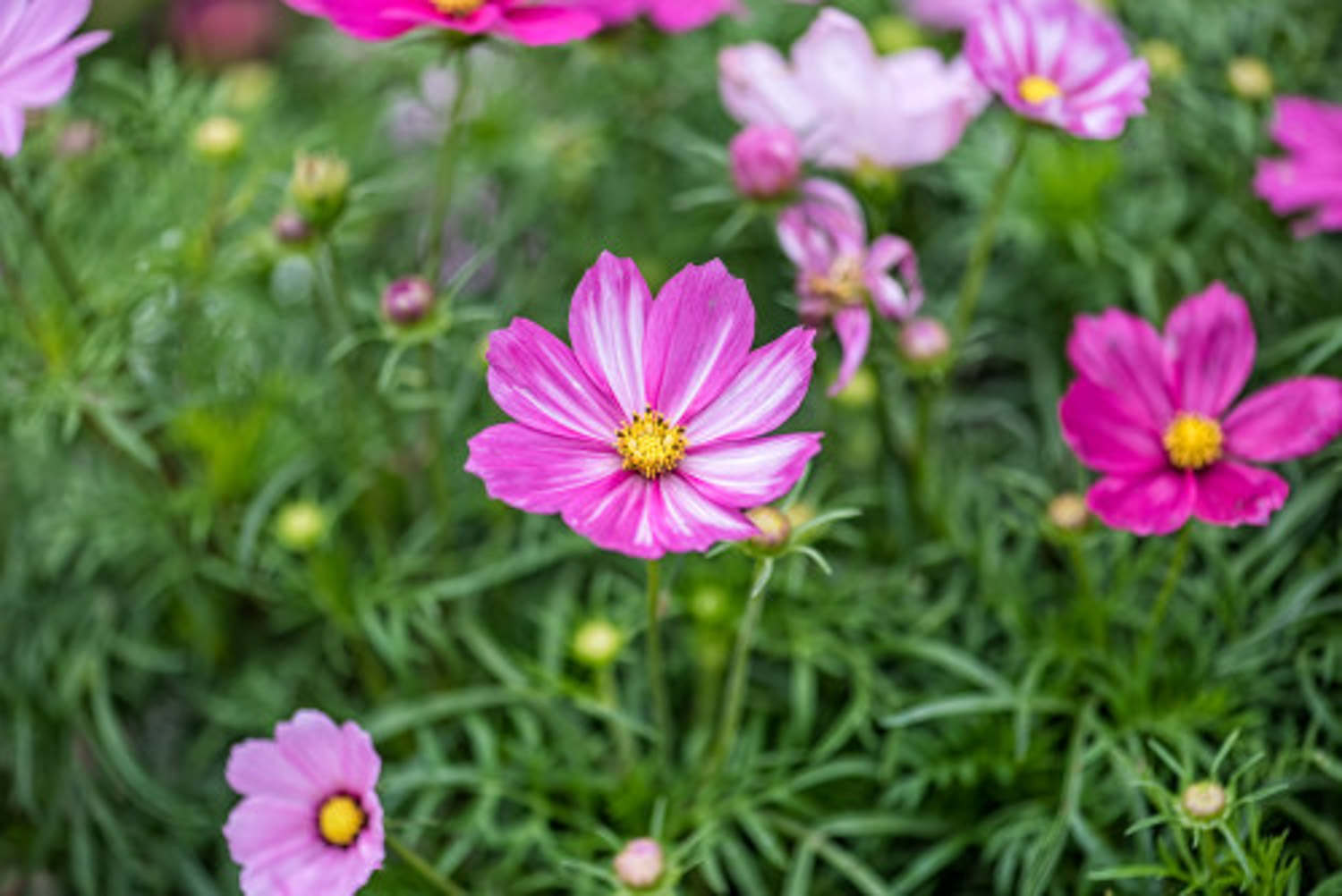 格桑花怎麼種