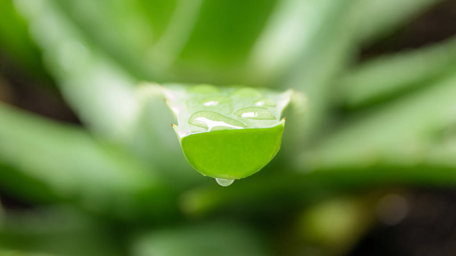 植物蘆薈怎麼澆水