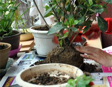 梔子花什麼時候換盆換土