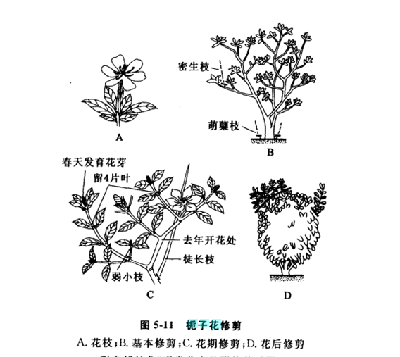 梔子花怎麼修剪，梔子花什麼時候修剪最適當呢