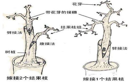 <b>榕樹盆景怎麼修剪，榕樹盆景修剪方法</b>