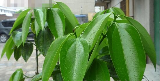 平安樹怎麼澆水，平安樹澆水方法