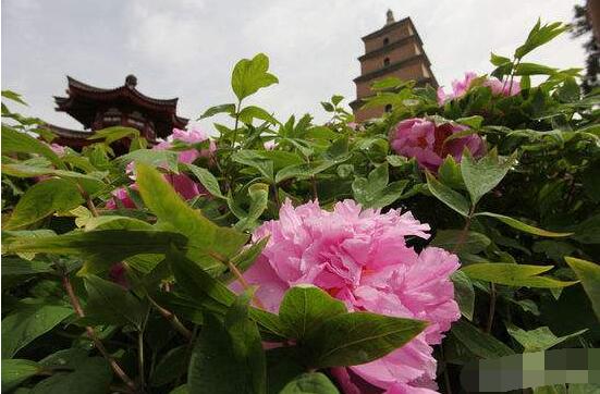 牡丹花怎麼澆水，牡丹花澆水方法