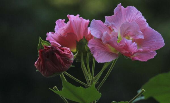 芙蓉花怎麼養，芙蓉花適合在室內養嗎