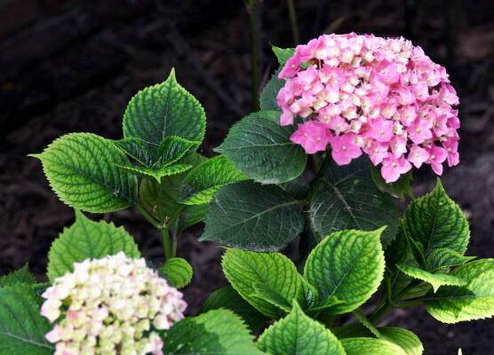 繡球花的花語和寓意，忠貞永恒、浪漫圓滿