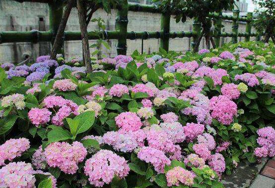 繡球花怎麼過冬，教你四點養殖技巧便安然過