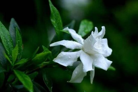 梔子花可以放在臥室嗎，梔子花有毒嗎/能夠食用