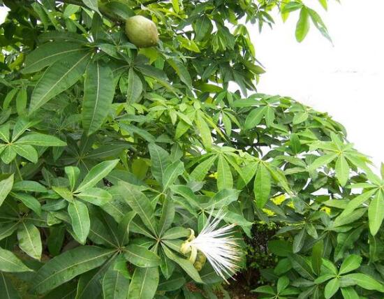 發財樹會開花嗎，發財樹開花什麼寓意/發大財