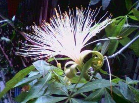 發財樹會開花嗎，發財樹開花什麼寓意/發大財