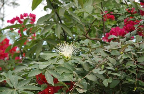 發財樹會開花嗎，發財樹開花什麼寓意/發大財