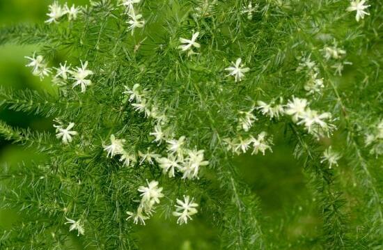 文竹會開花嗎，文竹開花有什麼兆頭/很難開花