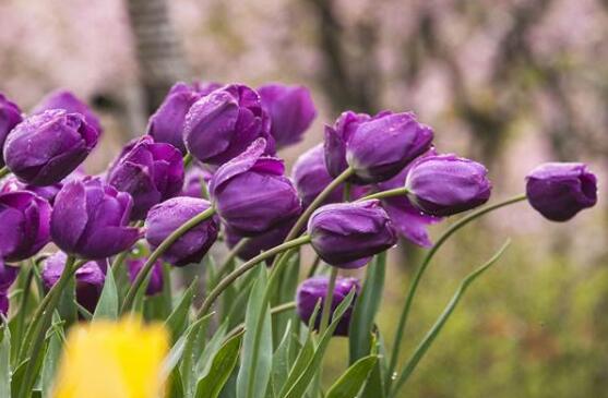 鬱金香什麼時候開花，賞花期3月-5月