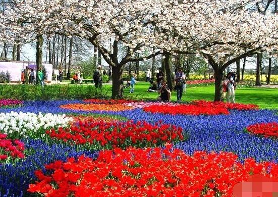 鬱金香什麼時候開花，賞花期3月-5月