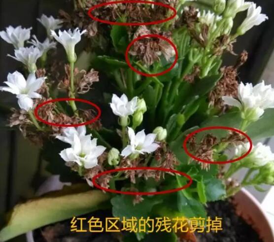 長壽花怎麼修剪，長壽花修剪方法