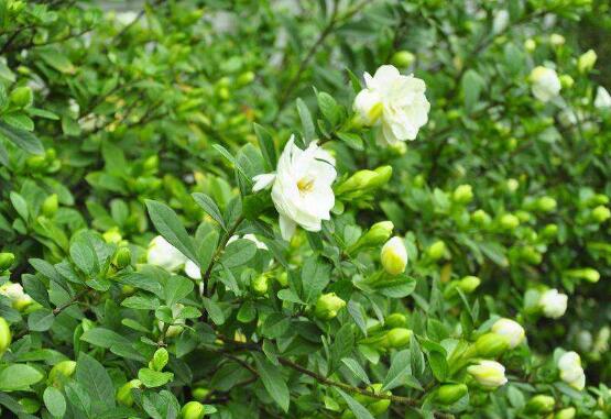 梔子花怎麼養，梔子花養殖方法