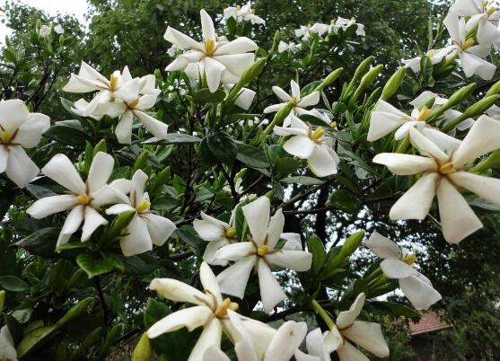 梔子花什麼時候開花，梔子花開花期5月-8月