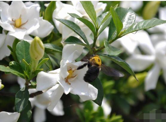 梔子花什麼時候開花，梔子花開花期5月-8月