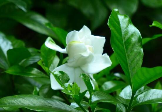 梔子花什麼時候開花，梔子花開花期5月-8月