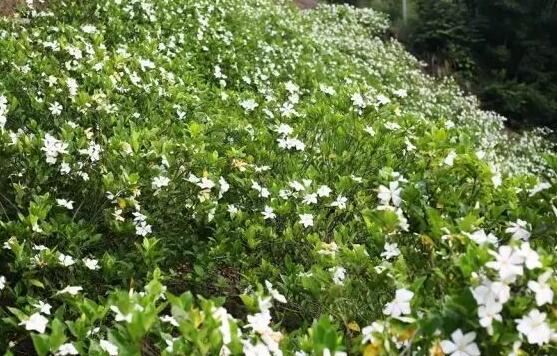 梔子花怎麼澆水，梔子花澆水方法