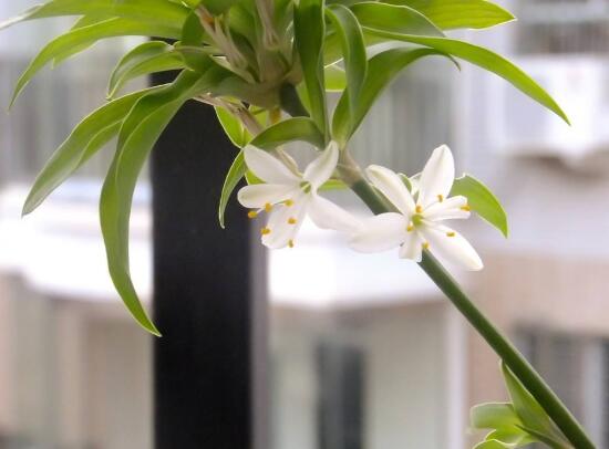 吊蘭的花語是什麼，吊蘭開花有什麼兆頭