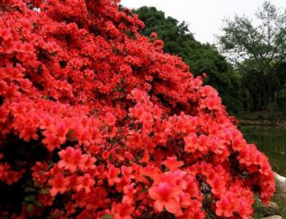 杜鵑花怎麼養，杜鵑花養殖方法