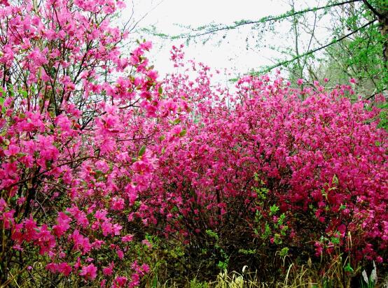 杜鵑花花語是什麼，代表著永遠屬於你