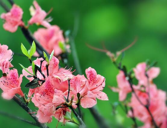 杜鵑花怎麼修剪，杜鵑花修剪方法