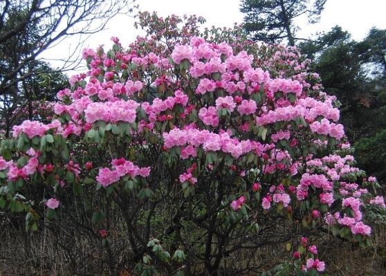 杜鵑花品種大全，杜鵑花十大最美品種