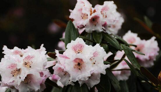 杜鵑花什麼時候開，不同品種不同時期開