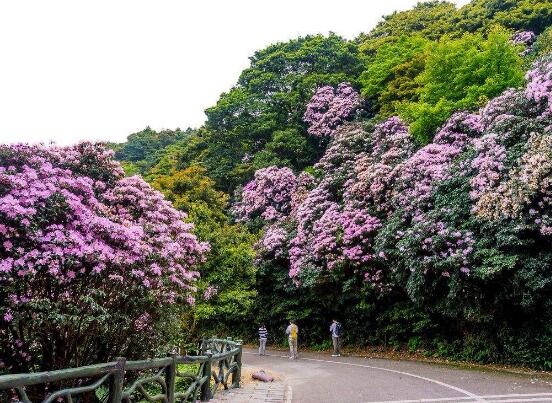 杜鵑花葉子發黃怎麼辦，杜鵑花葉子發黃解決辦