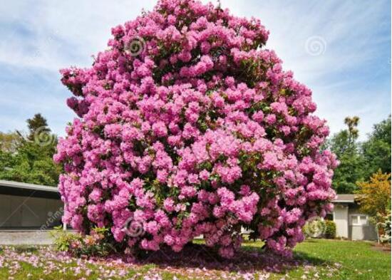 杜鵑花葉子發黃怎麼辦，杜鵑花葉子發黃解決辦