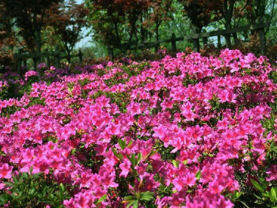 杜鵑花葉子發黃怎麼辦，杜鵑花葉子發黃解決辦