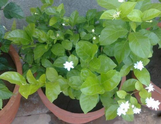 茉莉花怎麼養，茉莉花養殖方法