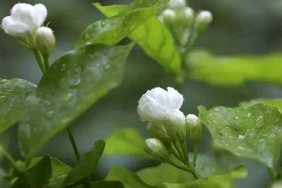 茉莉花怎麼養，茉莉花養殖方法