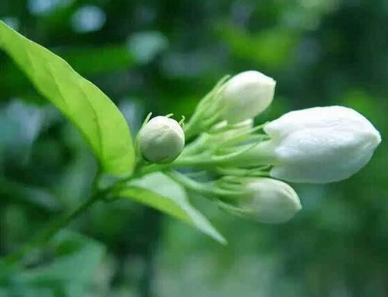 茉莉花有毒嗎，茉莉花可以放在室內嗎