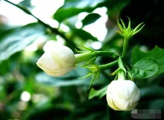 茉莉花的功效與作用，茉莉花八大功效與作用