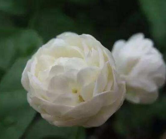 茉莉花怎麼澆水，茉莉花澆水方法