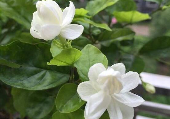 茉莉花怎麼澆水，茉莉花澆水方法