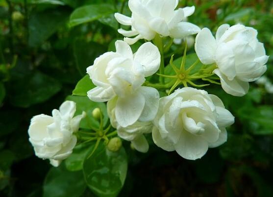 茉莉花怎麼澆水，茉莉花澆水方法