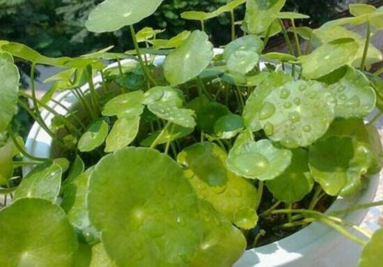 銅錢草葉子邊緣幹枯，銅錢草葉子發黃怎麼辦