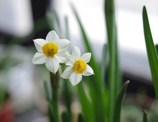 水仙花怎麼養，水仙花養殖方法