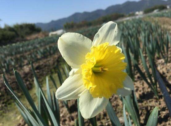 水仙花花語是什麼，象征著純潔和吉祥