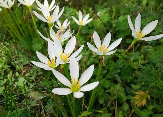 水仙花什麼時候開花，水仙花花期在冬季