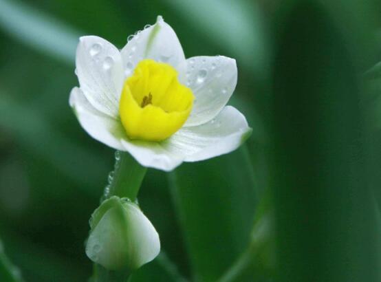 水仙花什麼時候開花，水仙花花期在冬季