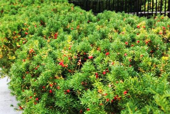 紅豆杉會開花嗎，紅豆杉悉心養護三年能開花結果