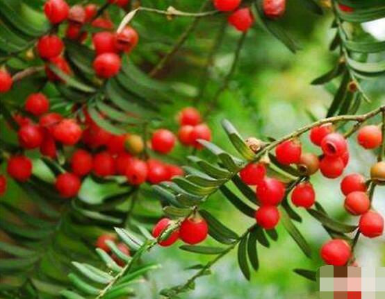 紅豆杉會開花嗎，紅豆杉悉心養護三年能開花結果