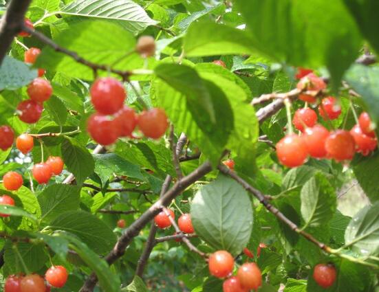 紅豆杉會開花嗎，紅豆杉悉心養護三年能開花結果