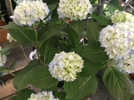 繡球花怎麼澆水，繡球花多久澆一次水