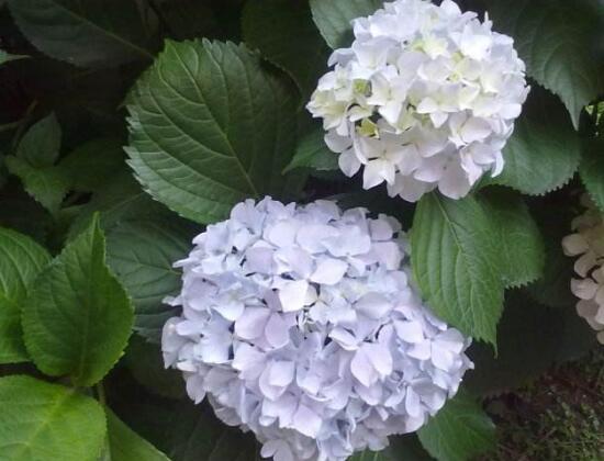 繡球花什麼時候開花，繡球花一年開幾次花