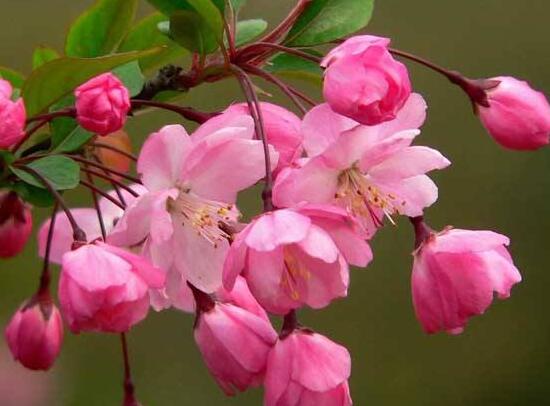 海棠花什麼時候開花，盆栽海棠花花期多久